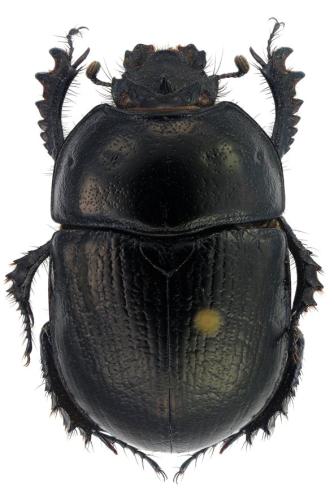 Réf. 296 074 : Geotrupes douei
